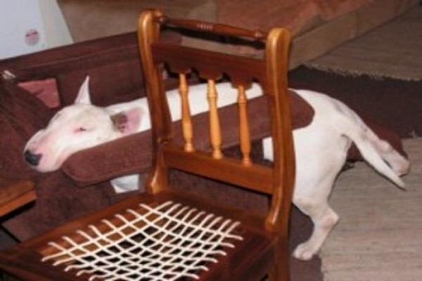 Panomar Bull Terriers