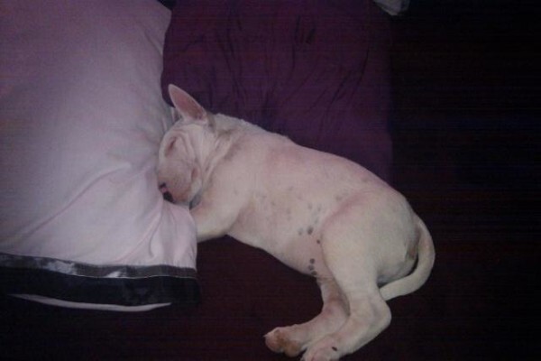 Panomar Bull Terriers
