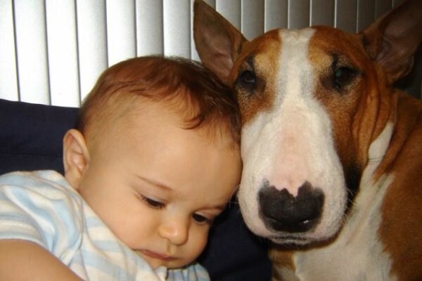 Panomar Bull Terriers
