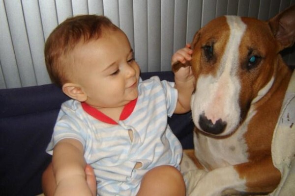 Panomar Bull Terriers