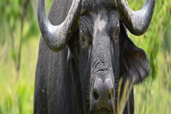 Wildlife Safaris