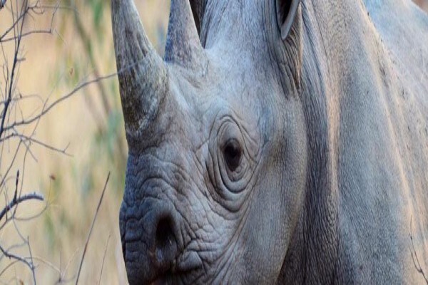 Wildlife Safaris