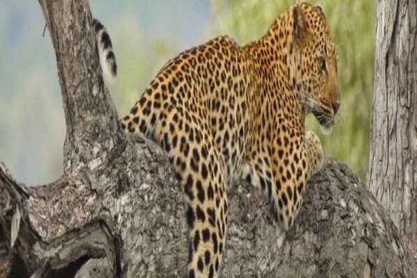 Wildlife Safaris