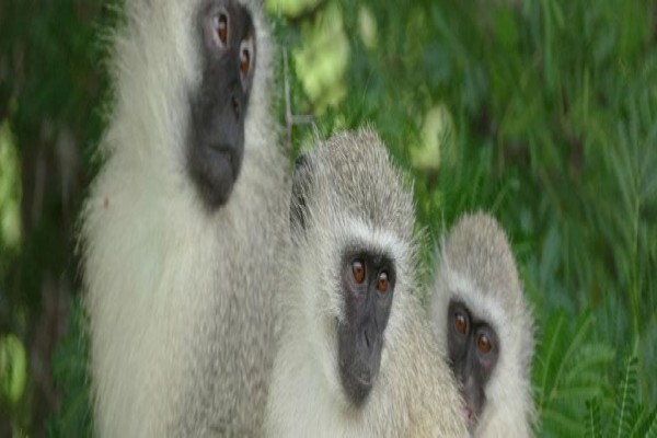 Wildlife Safaris