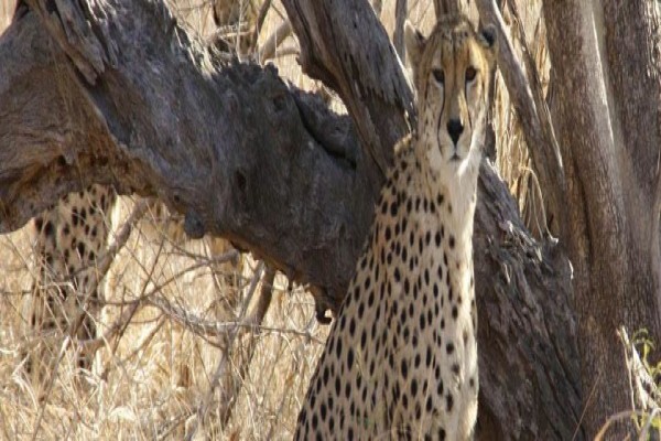 Wildlife Safaris
