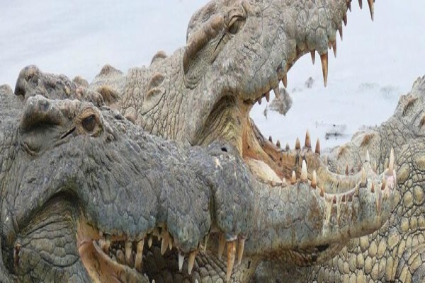 Wildlife Safaris