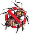 Pest Control Company