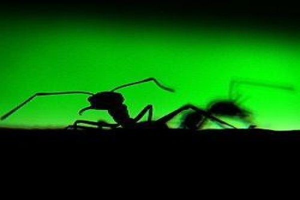 Enviro-Safe Pest & Pathogen Management