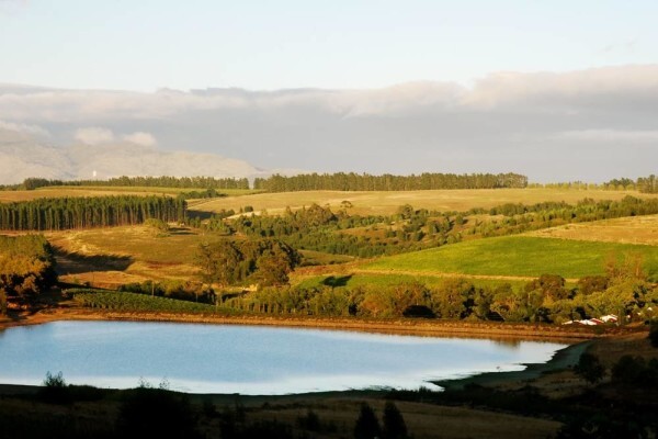 Elgin Valley Wine