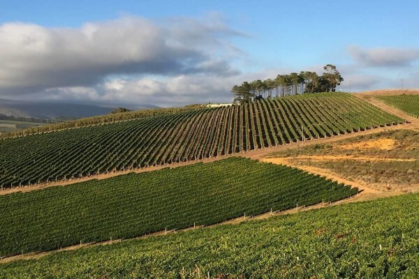 Elgin Valley Wine