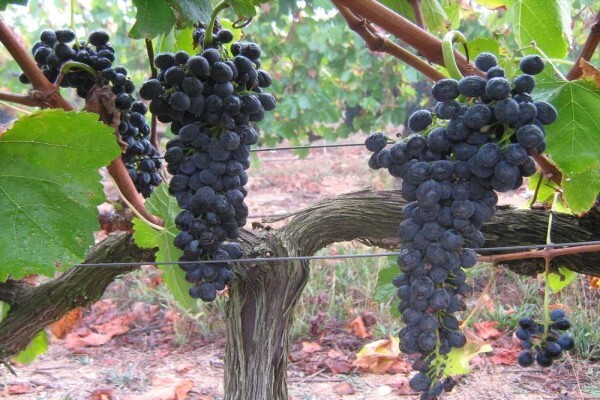 Elgin Valley Wine
