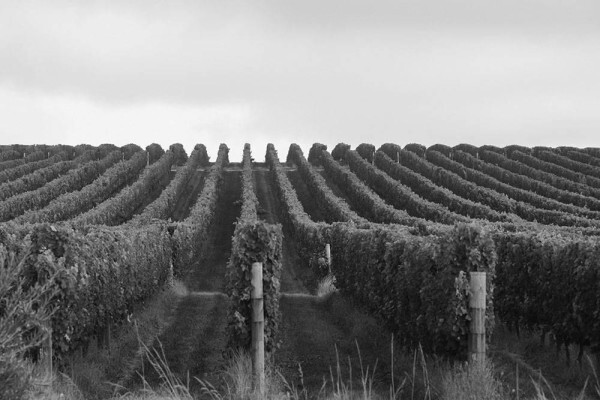 Elgin Valley Wine