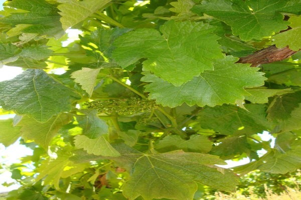 Elgin Valley Wine