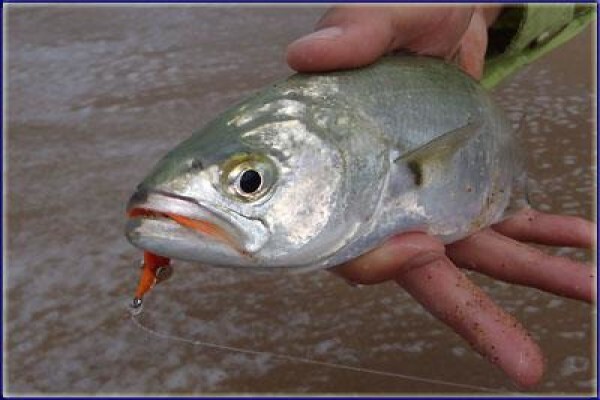 Baha Fly Fishing