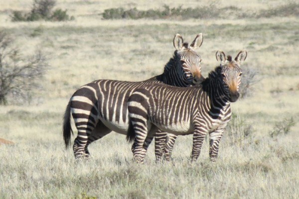 Idyllic Africa