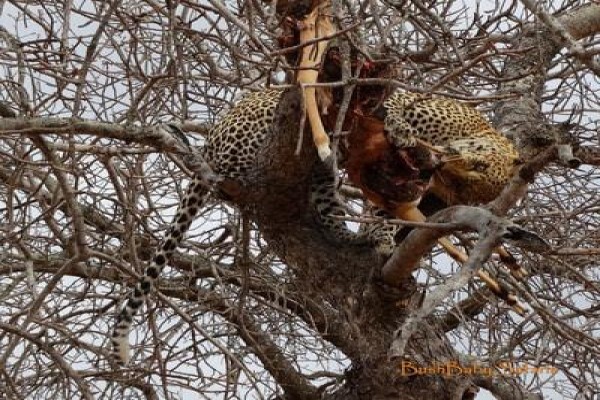 Bushbaby Safaris