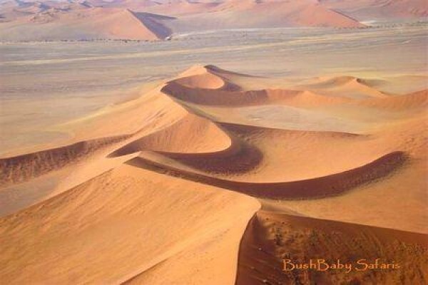 Bushbaby Safaris