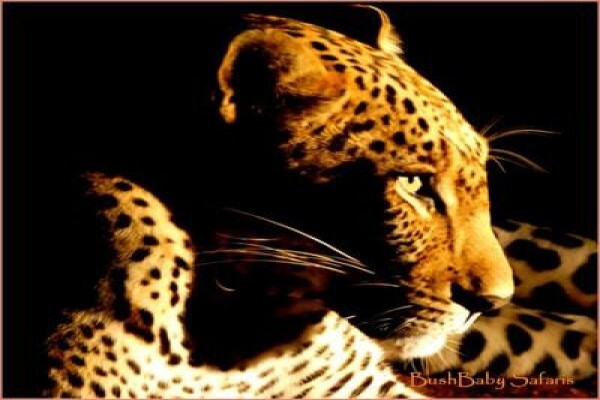 Bushbaby Safaris