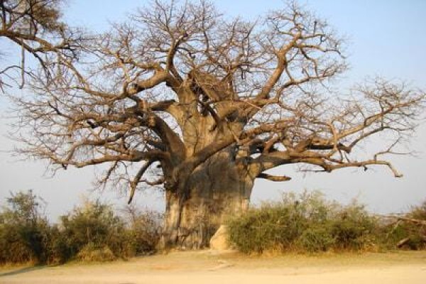 Bushbaby Safaris
