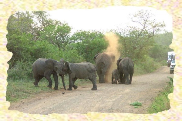 Idyllic Africa