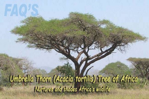Idyllic Africa
