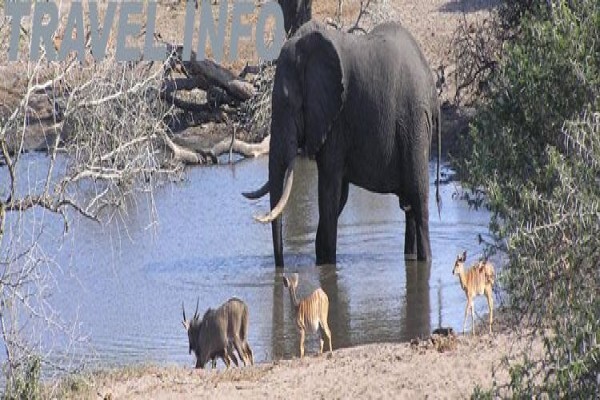 Idyllic Africa