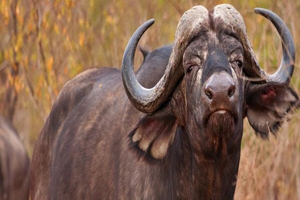 Wild Wing Safaris