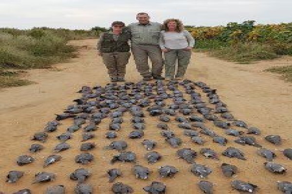 Wild Wing Safaris