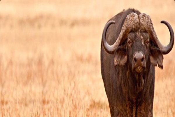 Wild Wing Safaris