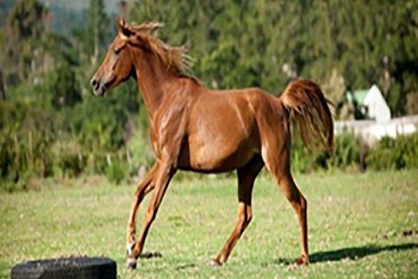 Red Roan Ranch