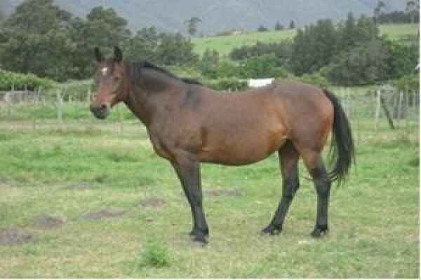 Red Roan Ranch