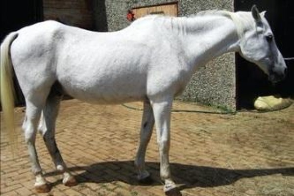 Silva Pegasus Riding Centre