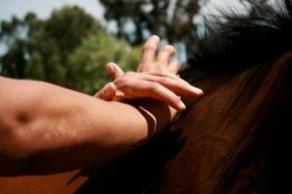Animal Chiropractor