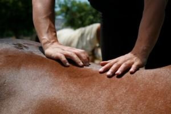 Animal Chiropractor