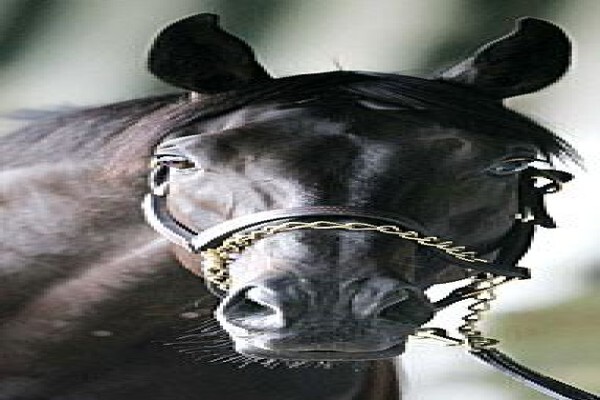 Equarius Bloodstock