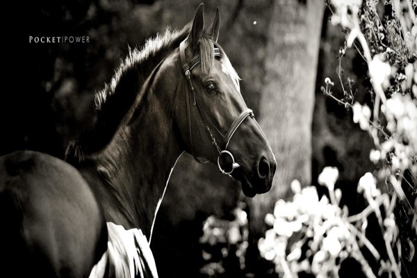 Mike Bass Racing