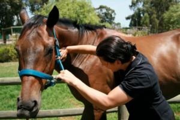 Animal Chiropractor