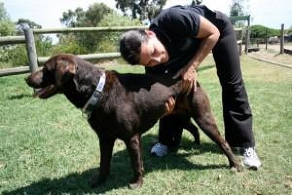 Animal Chiropractor
