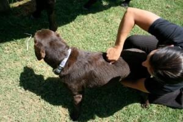Animal Chiropractor
