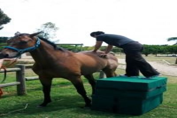 Animal Chiropractor