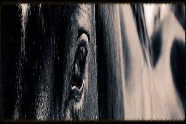 Countryside Equestrian Centre