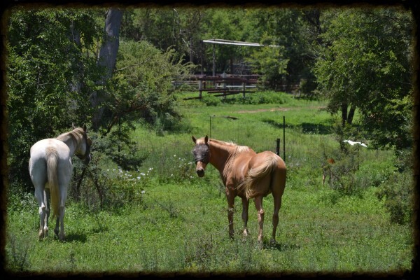 Countryside Equestrian Centre