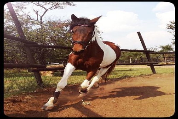 Countryside Equestrian Centre