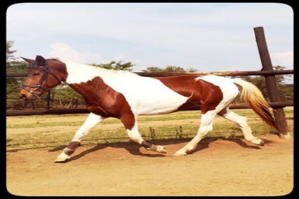 Countryside Equestrian Centre