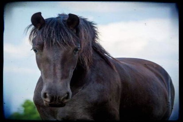 Countryside Equestrian Centre