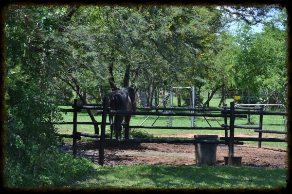 Countryside Equestrian Centre