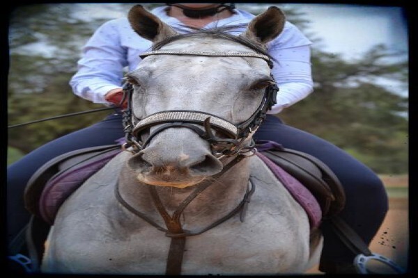 Countryside Equestrian Centre