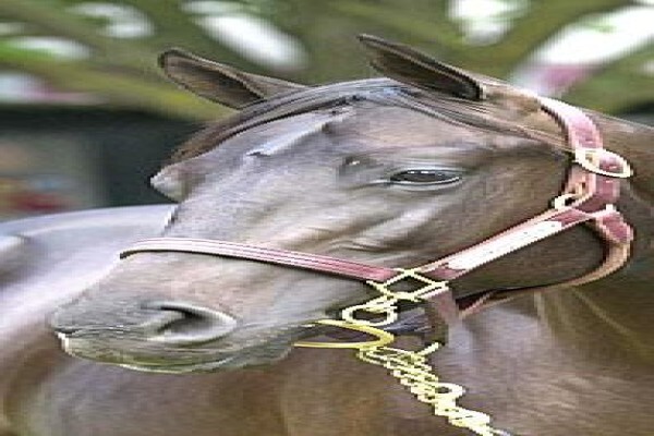 Equarius Bloodstock