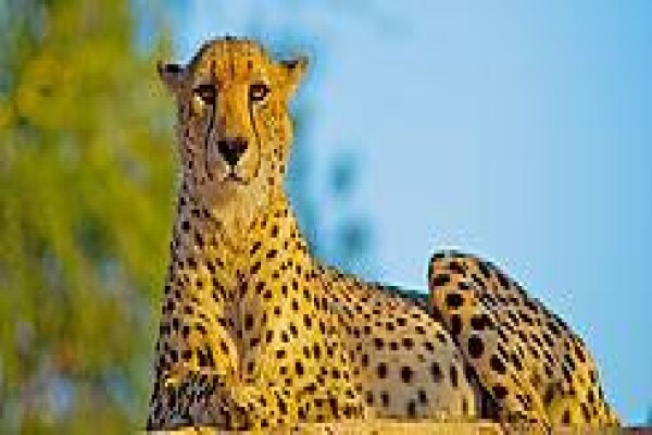 Tshukudu Game Lodge