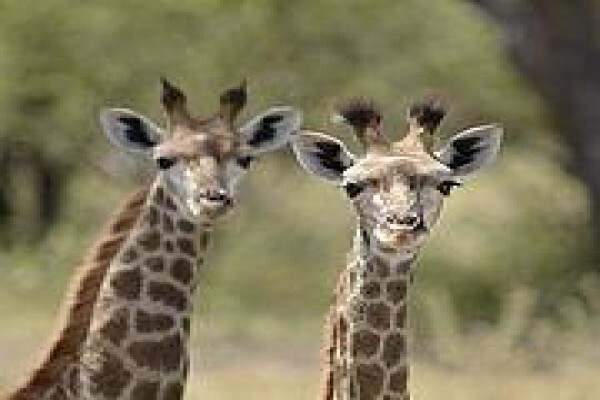 Tshukudu Game Lodge